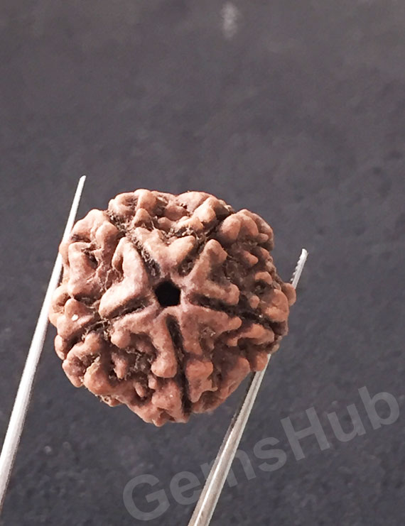 5 Mukhi Natural Certified Rudraksha Size- 22 mm Premium Quality